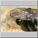 Andrena vaga - Weiden-Sandbiene -02- m01b 10mm.jpg